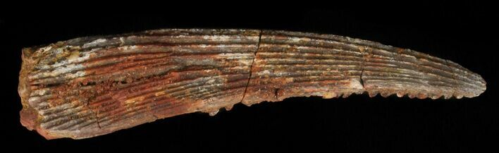 Hybodus Shark Dorsal Spine - Cretaceous #49542